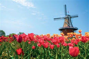 Tulips of Holland, MI